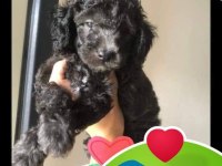 Evde bakılabilecek tek ırk toy poodle