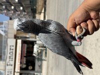 7 AYLIK JUMBO BOY JAKO PAPAĞANI