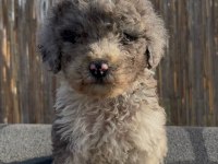 Safkan Labradoodle bebekler