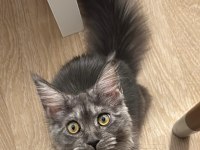 Eş Arama İlanı Maine Coon