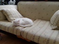 Ücretsiz scottish fold 2 yaşında kısır değil