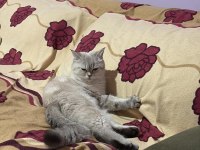 2 Yaşında British Shorthair Dişi