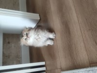 Sıfır Kulak Scottish Fold Yavrularımız