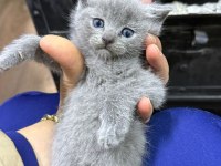 Çok Sağlıklı British Shorthair