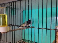 1 Takım Gouldian Finch