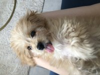 Maltipoo tuvalet eğitimli