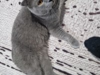Yakışıklı Erkek Kedimiz