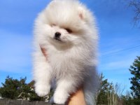 Orjinal Pomeranian Boo