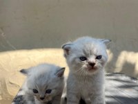 MÜKEMMEL BLUEPOİNT YAVRU KEDİLER