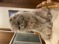 Safkan Longhair Artık Bakamadığımdan Sahiplendiriyorum