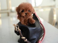 TOY POODLE YAVRULARIM KORE