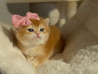 BRİTİSH SHORTHAİR AÇIKLAMAYI OKUMADAN ARAMAYIN LÜTFEN