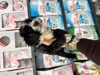 Dişi erkek maltipoo bebeklerimiz