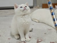 Kedimiz yurtdışındandır petshopcular ulaşmasın