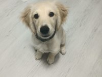 3 AYLIK ERKEK AŞILARI TAM GOLDEN RETRİEVER