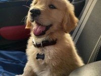 Dişi erkek golden retriever kapıda ödemeli güvenli sistem