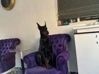 Safkan eğitimli doberman