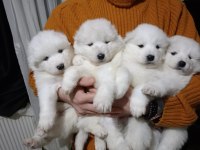 safkan samoyed
