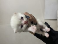 Rezerveye açık scottish fold yavrular