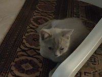 Moka ya yuva arıyoruz British Shorthair