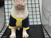 Türkiyede Tek Albino Pug Yavrumuz Sizlerle