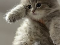 Yavru British Longhair