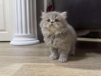 British Shorthair ve Longhair Yavrular