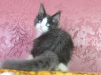 Özel Maine Coon Erkek Mavi Gözlü