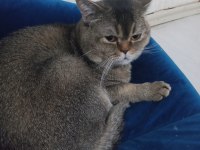 SAHİPLENDİRİLECEK KEDİMİZ