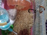 Yeni Hamster Yavrular