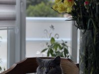 British shorthair kedimiz