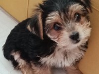 2 aylık dişi yorkshire terrier