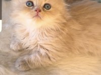 British Longhair