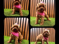 Toy Poodle Yavru Köpeklerimiz