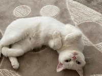 2 yaşında british shorthair 1 doğum yaptı