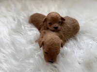 Poodle bebişlerimiz