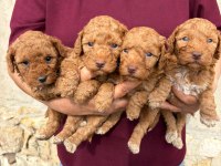Sevgi Dolu Maltipoo Yavrular Yeni Ailesini Arıyor