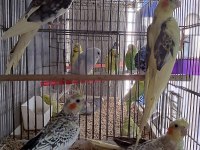 MÜKEMMEL GÜZELLİKTE SULTAN PAPAGANLARIMIZ