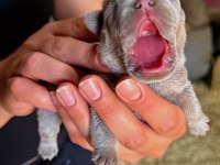 Mükemmel anatomi blue fransız bulldog bebekler
