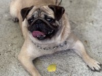 Pug bebekler