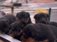 Rottweiler Orijinal Yavru