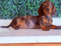 Çikolata merle rengi ile en güzel dachshund