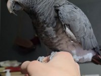 EVCİL KONUŞAN CANA YAKIN JAKO PAPAĞANI