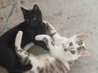 Oyuncu ve sevecen iki kardeş kedimiz