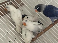 Satılık Cennet Papağanları