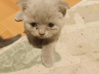 Scottish fold yavrular sahiplendirilmeyi bekliyorlar