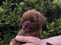 Ultra A kaliteli toy poodle yavrular