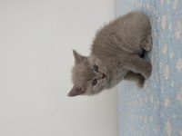 British shorthair 55 günlük erkek