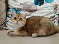 British Shorthair Yakışıklı Teslime Hazır