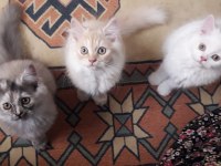 İRAN KEDİSİ PAMUKLAR